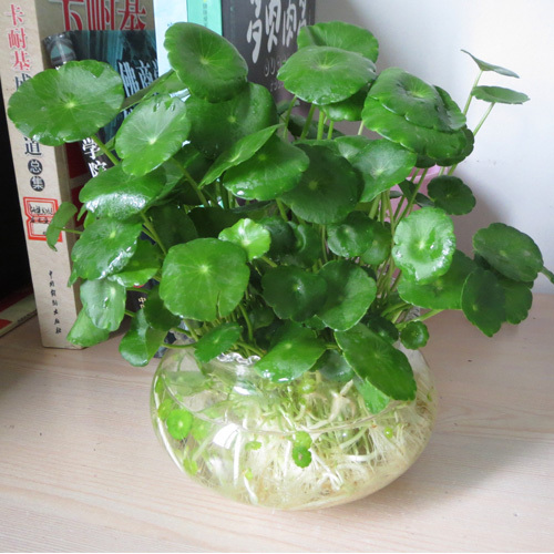 銅錢草