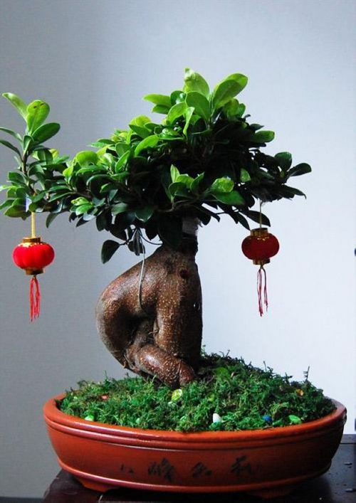 榕樹