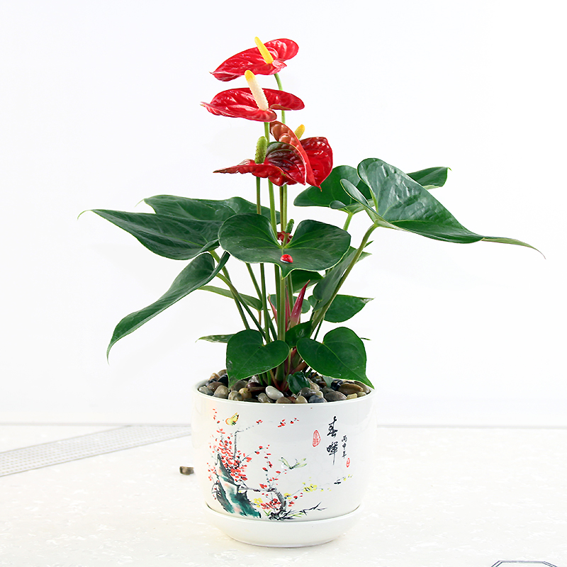 紅掌