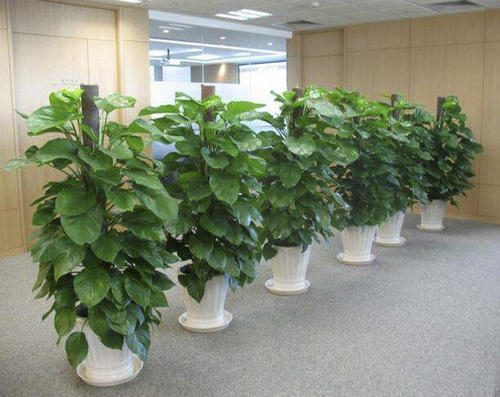 室內租擺綠植的好處有哪些