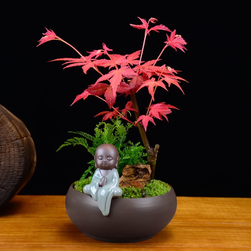 楓樹